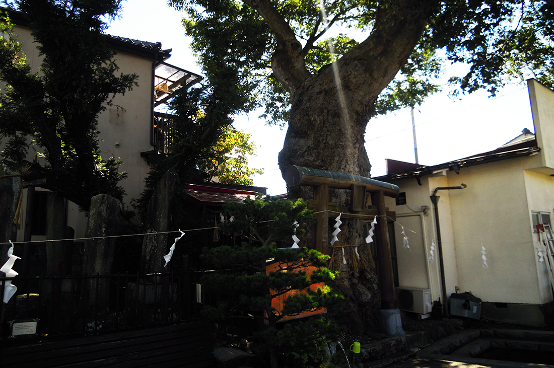 sugawara1